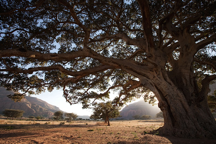 93   View on the Gheralta mountains, home of many rock hewn orthodox churches   Ethiopia 